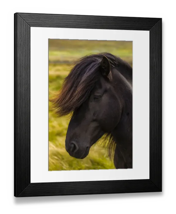 Framed Print : Europe, Faroe Islands. Portrait view of a horse on the island of Streymoy