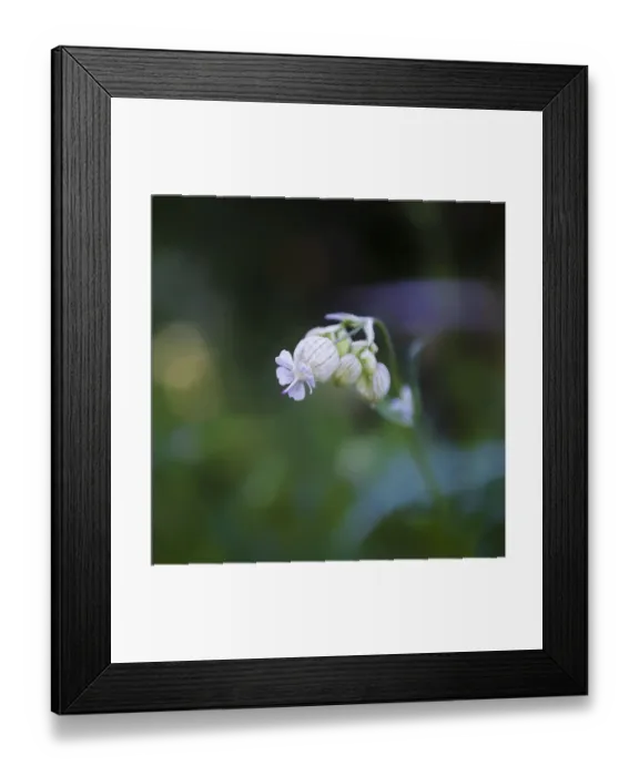 Framed Print : Square format of wildflower in spring Framed Print : Square format of wildflower in spring