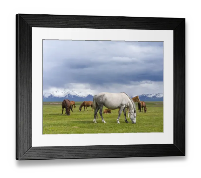 Framed Print : Horses on their summer pasture. Alaj Valley in front of the Trans-Alay mountain range in Framed Print : Horses on their summer pasture. Alaj Valley in front of the Trans-Alay mountain range in
