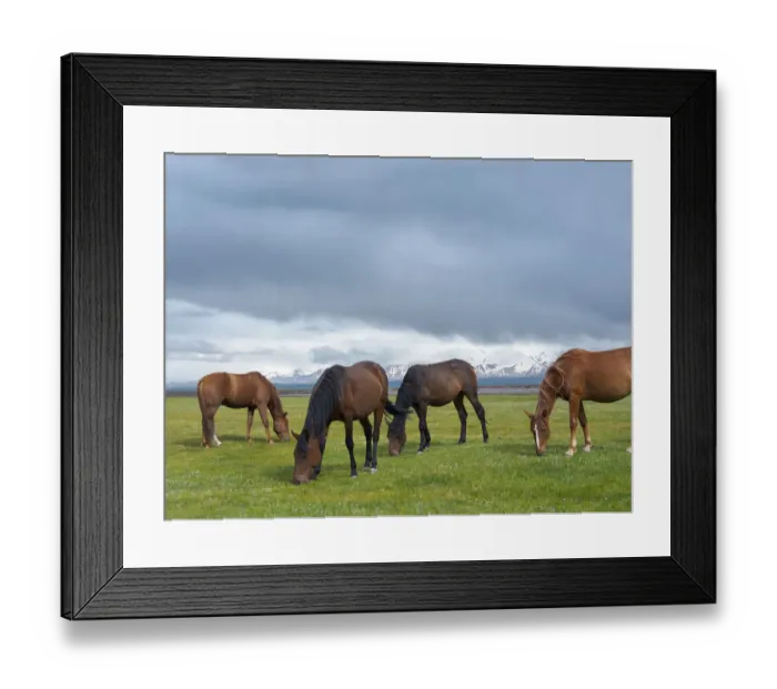 Framed Print : Horses on their summer pasture. Alaj Valley in front of the Trans-Alay mountain range in Framed Print : Horses on their summer pasture. Alaj Valley in front of the Trans-Alay mountain range in