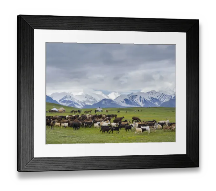 Framed Print : Traditional yurt the Transalai mountains in the background Framed Print : Traditional yurt the Transalai mountains in the background