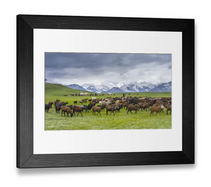 Framed Print : Traditional yurt the Transalai mountains in the background
