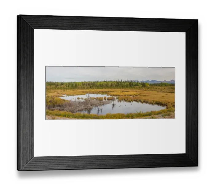 Framed Print : Canada, Yukon. Waterfowl in a marsh on the Alaska Highway