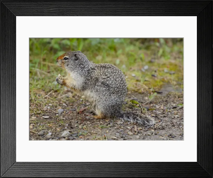 Framed Print : Canada, Alberta, Banff National Park. Columbian ground squirrel close-up Framed Print : Canada, Alberta, Banff National Park. Columbian ground squirrel close-up