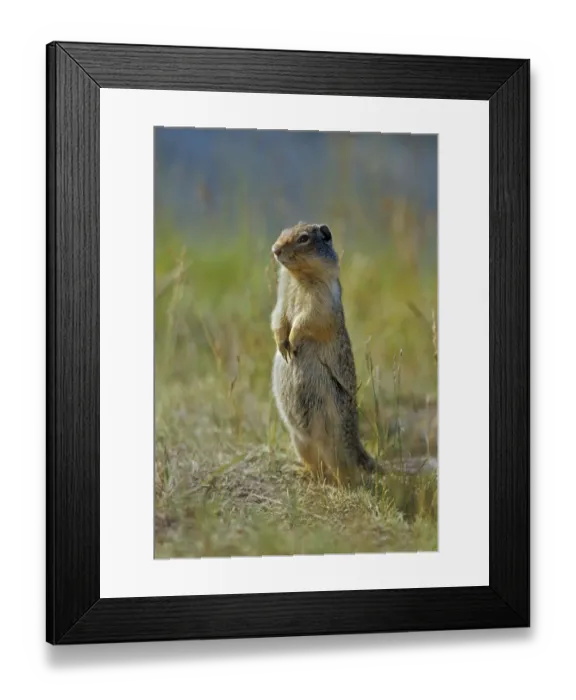 Framed Print : Canada, Alberta, Banff National Park. Columbian ground squirrel close-up Framed Print : Canada, Alberta, Banff National Park. Columbian ground squirrel close-up