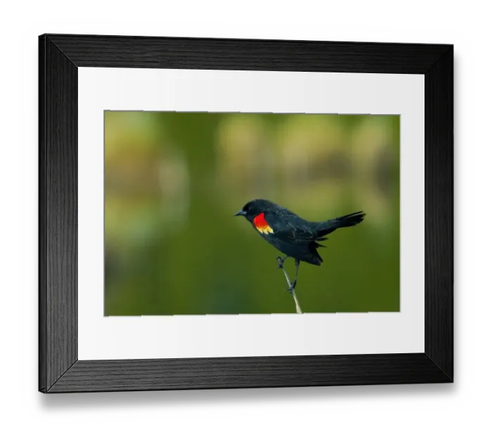 Framed Print : Canada, Alberta, Banff National Park. Male red-winged blackbird in spring plumage