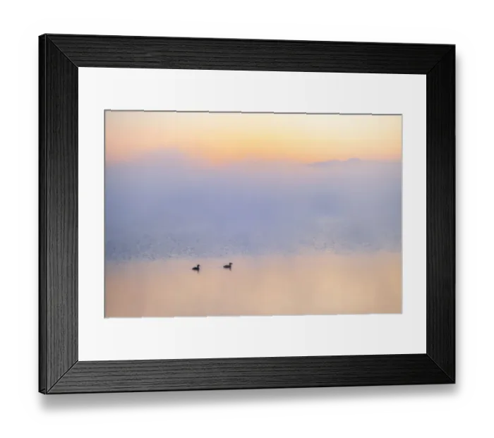 Framed Print : Canada, Alberta. Grebes in morning fog on Sturgeon Lake Framed Print : Canada, Alberta. Grebes in morning fog on Sturgeon Lake