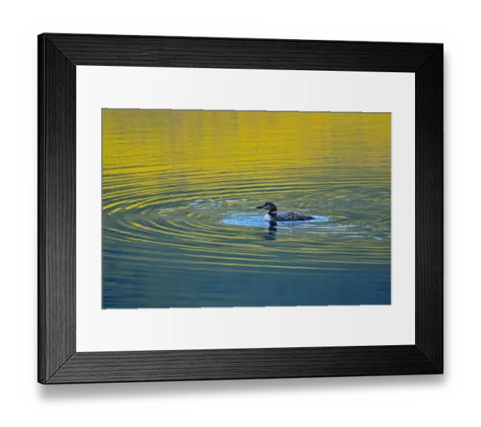 Framed Print : Canada, Alberta, Jasper National Park. Common loon makes ripples in lake