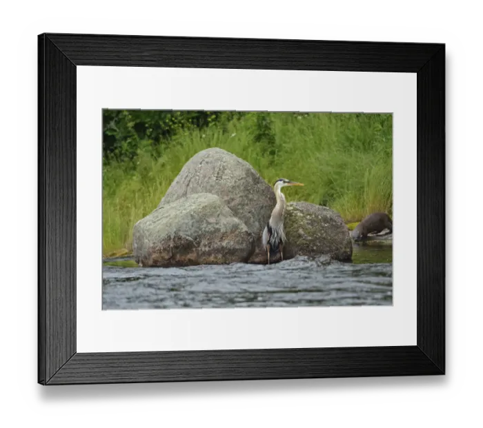 Framed Print : Canada, Manitoba, Whiteshell Provincial Park. Great blue heron Framed Print : Canada, Manitoba, Whiteshell Provincial Park. Great blue heron