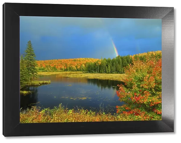 Canada, Ontario. Rainbow over wetland in autumn