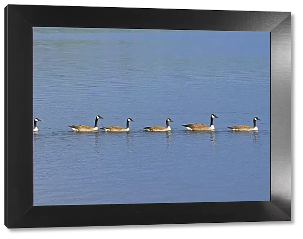 Canada, Ontario, Ear Falls. Canada geese on English River