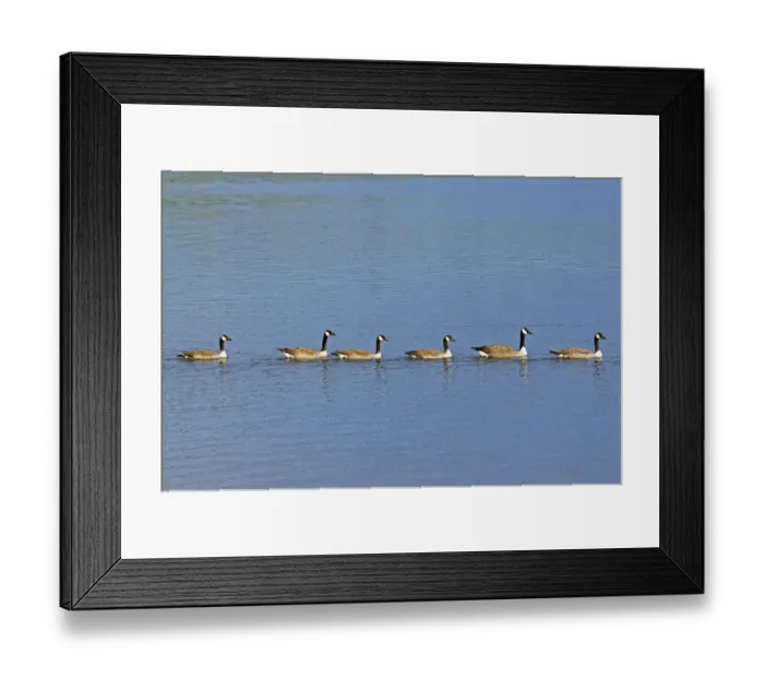 Framed Print : Canada, Ontario, Ear Falls. Canada geese on English River Framed Print : Canada, Ontario, Ear Falls. Canada geese on English River