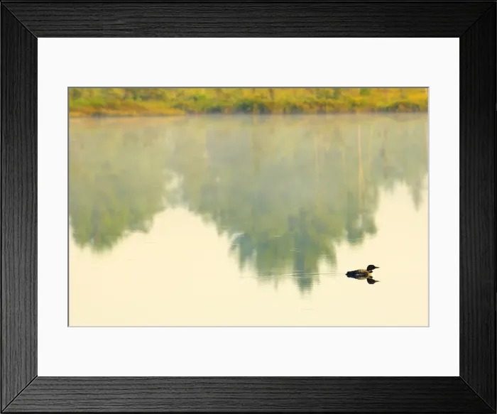 Framed Print : Canada, Ontario, Torrance Barrens. Common loon on Highland Pond Framed Print : Canada, Ontario, Torrance Barrens. Common loon on Highland Pond