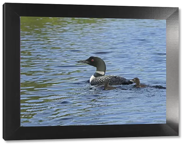 Canada, Ontario. Common loon with chicks on Cassels Lake