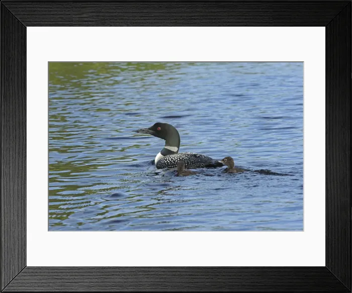 Framed Print : Canada, Ontario. Common loon with chicks on Cassels Lake Framed Print : Canada, Ontario. Common loon with chicks on Cassels Lake