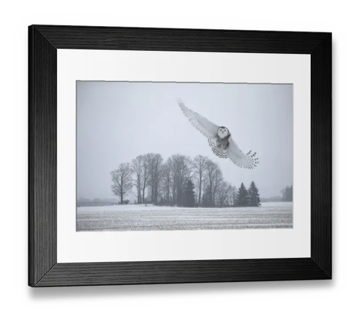 Framed Print : Canada, Ontario, Barrie. Female snowy owl in flight Framed Print : Canada, Ontario, Barrie. Female snowy owl in flight