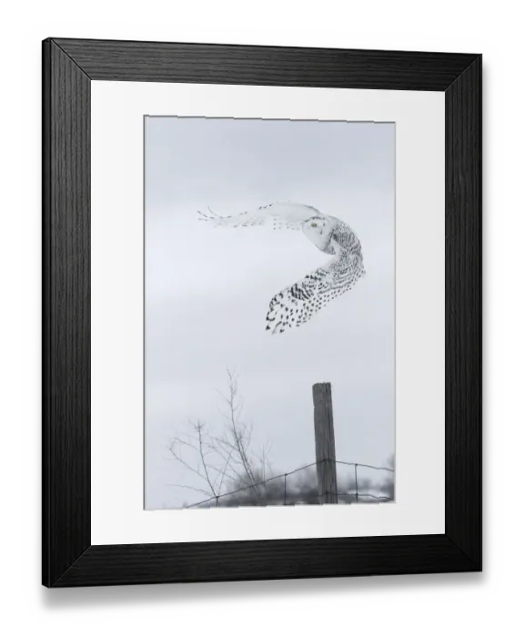 Framed Print : Canada, Ontario, Barrie. Female snowy owl in flight Framed Print : Canada, Ontario, Barrie. Female snowy owl in flight