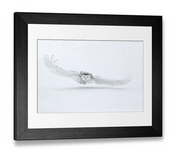 Framed Print : Canada, Ontario, Barrie. Female snowy owl in flight over snow