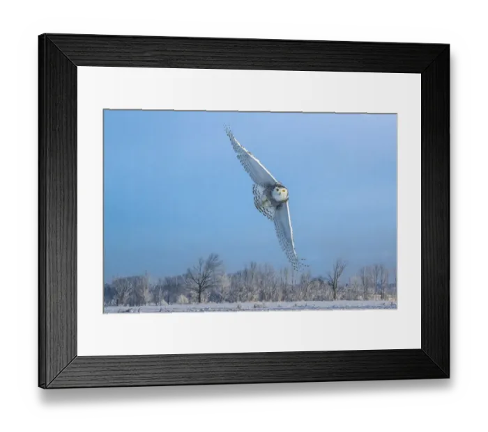 Framed Print : Canada, Ontario, Barrie. Female snowy owl in flight Framed Print : Canada, Ontario, Barrie. Female snowy owl in flight