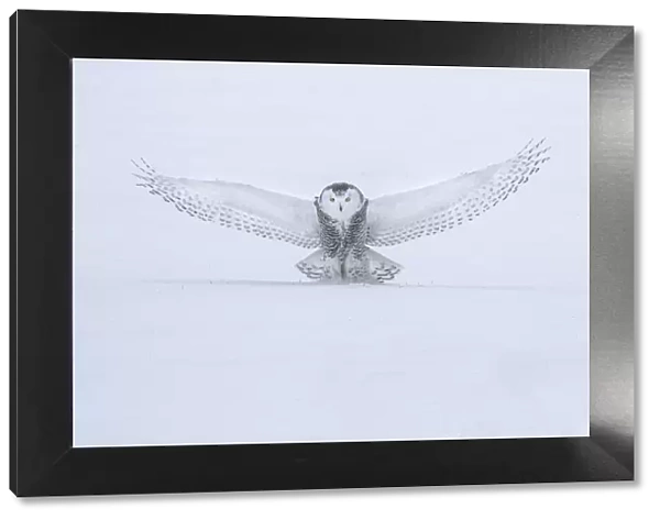 Canada, Ontario, Barrie. Female snowy owl in flight