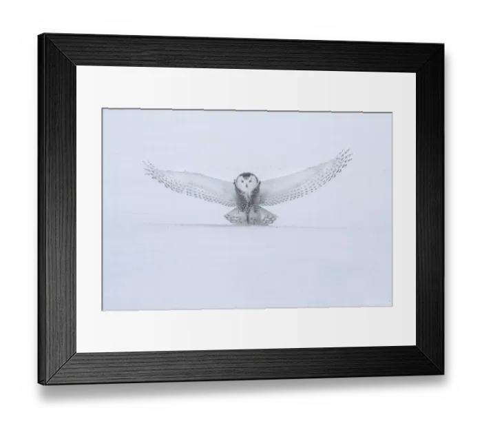 Framed Print : Canada, Ontario, Barrie. Female snowy owl in flight