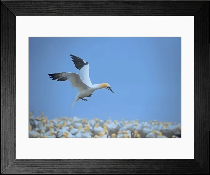Framed Print : Canada, Quebec, Bonaventure Island. Northern gannet flying over colony