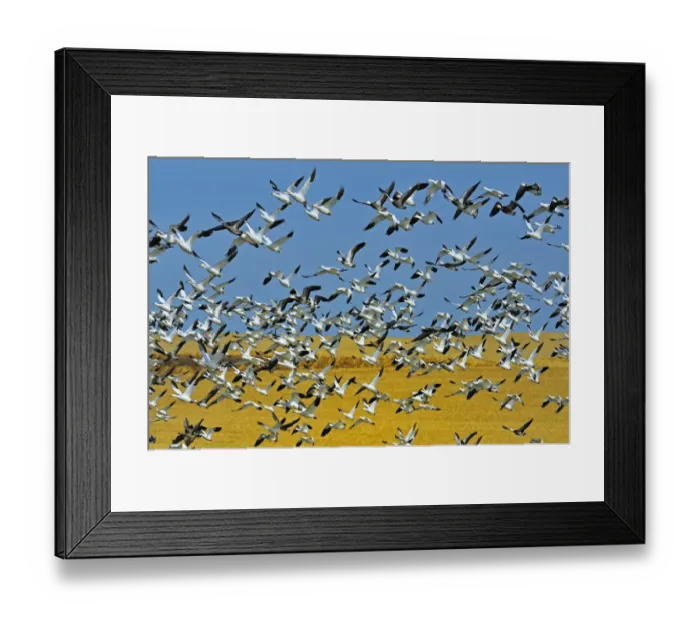 Framed Print : Canada, Saskatchewan, Beechy. Snow geese in flight