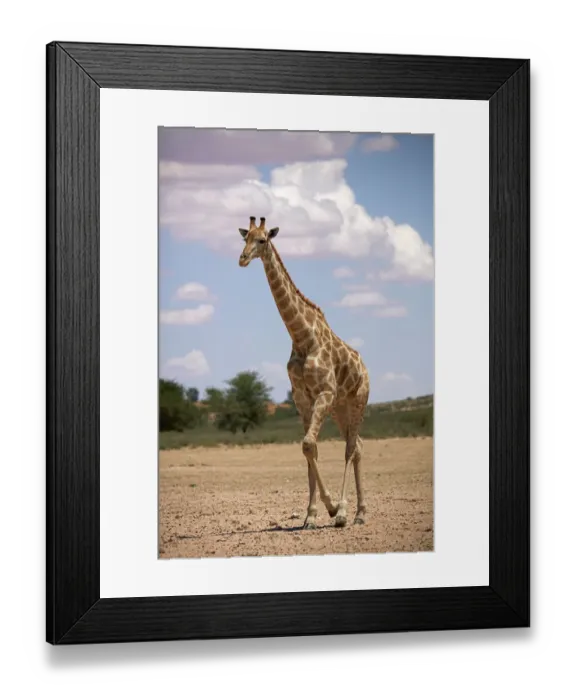 Framed Print : Giraffe (Giraffa camelopardalis angolensis), Kgalagadi Transfrontier Park, South Africa Framed Print : Giraffe (Giraffa camelopardalis angolensis), Kgalagadi Transfrontier Park, South Africa