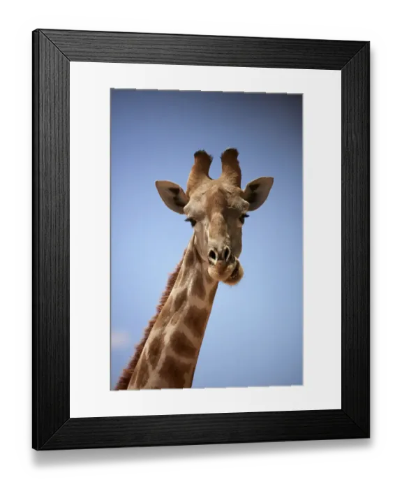 Framed Print : Giraffe (Giraffa camelopardalis angolensis), Kgalagadi Transfrontier Park, South Africa Framed Print : Giraffe (Giraffa camelopardalis angolensis), Kgalagadi Transfrontier Park, South Africa