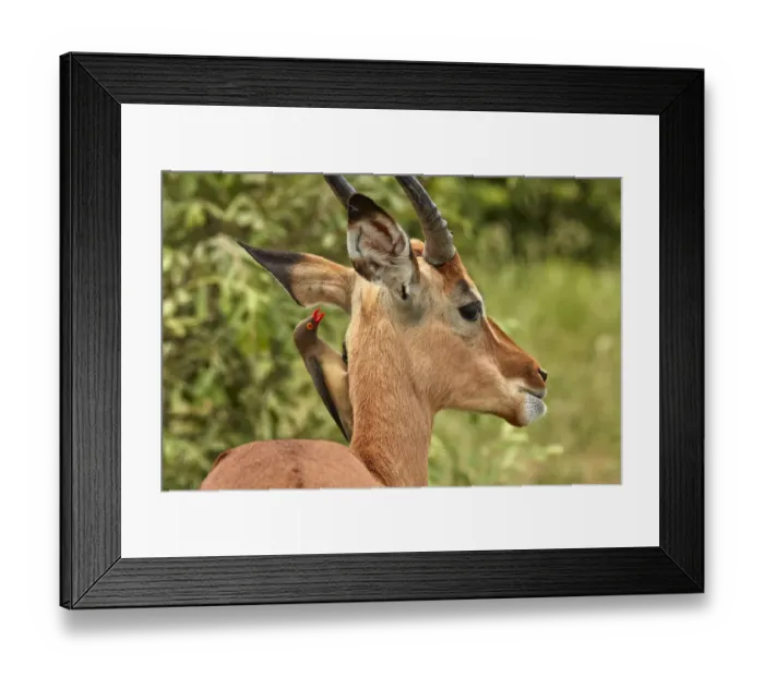 Framed Print : Red-billed Oxpecker (Buphagus erythrorhynchus), on Impala (Aepyceros melampus melampus) Framed Print : Red-billed Oxpecker (Buphagus erythrorhynchus), on Impala (Aepyceros melampus melampus)