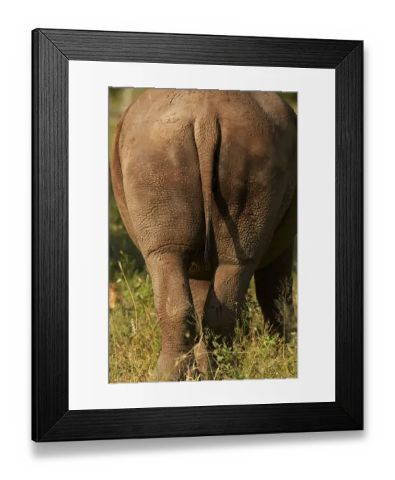 Framed Print : Bottom of Southern white rhinoceros (Ceratotherium simum simum), Kruger National Park Framed Print : Bottom of Southern white rhinoceros (Ceratotherium simum simum), Kruger National Park