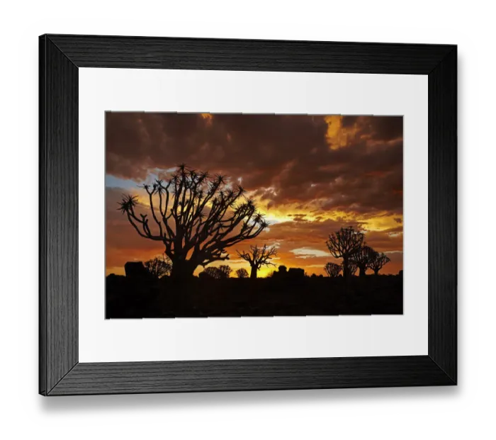 Framed Print : Kokerboom or Quiver Trees (Aloe dichotomum) at sunset, Mesosaurus Fossil Camp Framed Print : Kokerboom or Quiver Trees (Aloe dichotomum) at sunset, Mesosaurus Fossil Camp