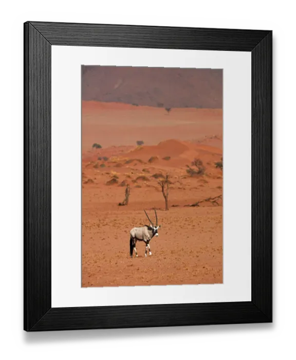 Framed Print : Gemsbok (oryx gazella), NamibRand Nature Reserve, Southern Namibia, Africa Framed Print : Gemsbok (oryx gazella), NamibRand Nature Reserve, Southern Namibia, Africa