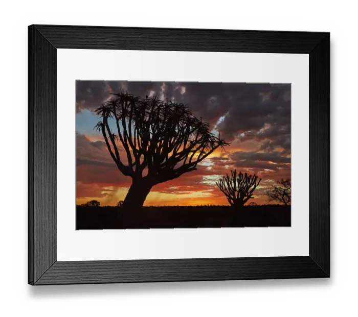 Framed Print : Kokerboom or Quiver Trees (Aloe dichotoma) at sunset, Mesosaurus Fossil Camp