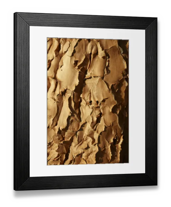 Framed Print : Bark of Kokerboom or Quiver Tree (Aloe dichotoma), Mesosaurus Fossil Camp Framed Print : Bark of Kokerboom or Quiver Tree (Aloe dichotoma), Mesosaurus Fossil Camp