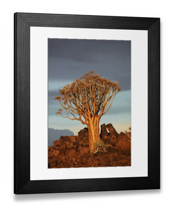 Framed Print : Kokerboom or Quiver Tree (Aloe dichotoma) in late afternoon light, Mesosaurus Fossil Camp Framed Print : Kokerboom or Quiver Tree (Aloe dichotoma) in late afternoon light, Mesosaurus Fossil Camp