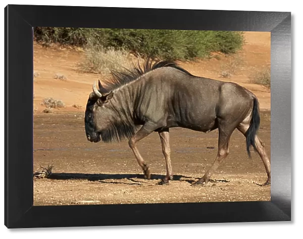 Blue wildebeest (Connochaetes taurinus), Kgalagadi Transfrontier Park, South Africa