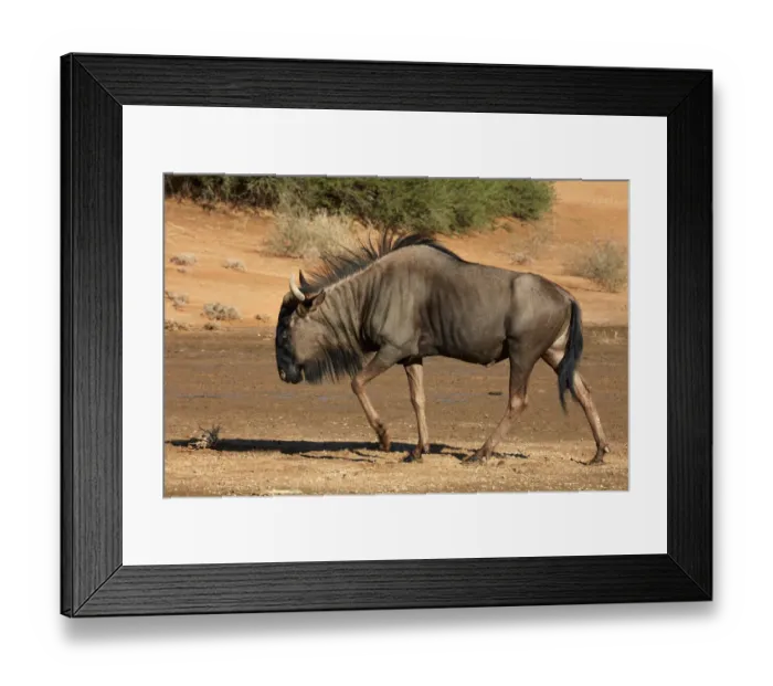 Framed Print : Blue wildebeest (Connochaetes taurinus), Kgalagadi Transfrontier Park, South Africa