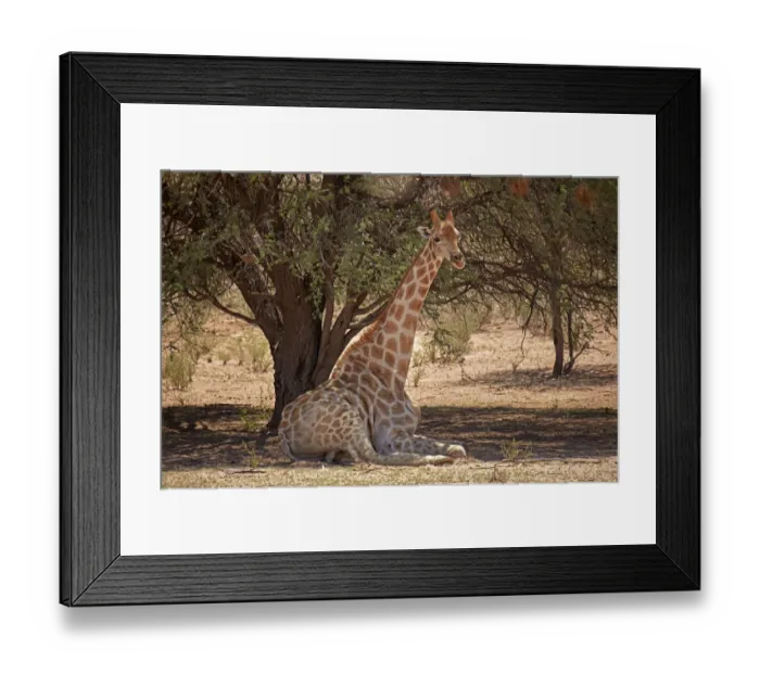 Framed Print : Giraffe (Giraffa camelopardalis angolensis), Kgalagadi Transfrontier Park, South Africa Framed Print : Giraffe (Giraffa camelopardalis angolensis), Kgalagadi Transfrontier Park, South Africa