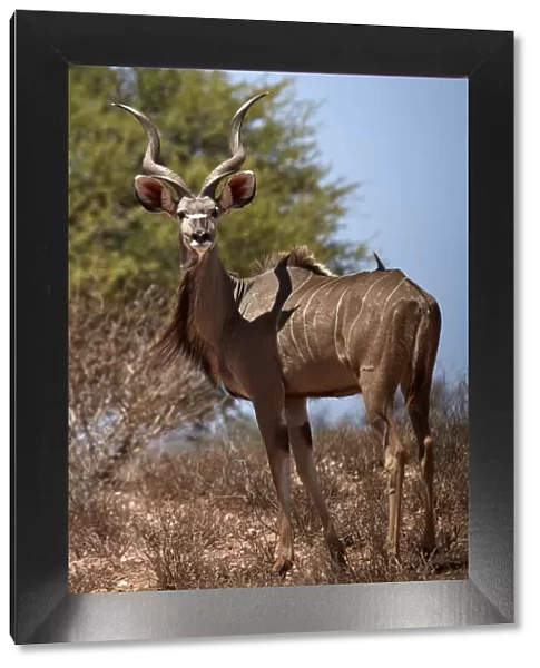 Male greater kudu (Tragelaphus strepsiceros), Kgalagadi Transfrontier Park, South Africa