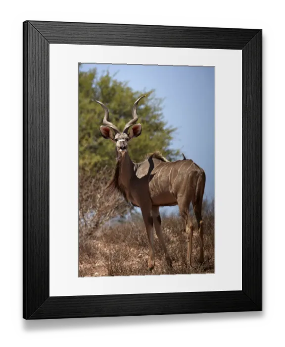 Framed Print : Male greater kudu (Tragelaphus strepsiceros), Kgalagadi Transfrontier Park, South Africa