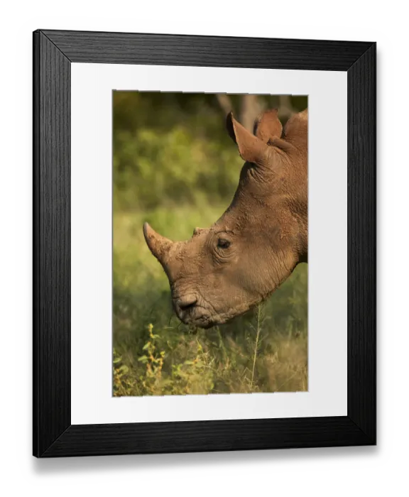 Framed Print : Southern white rhinoceros (Ceratotherium simum simum), Kruger National Park, South Africa Framed Print : Southern white rhinoceros (Ceratotherium simum simum), Kruger National Park, South Africa