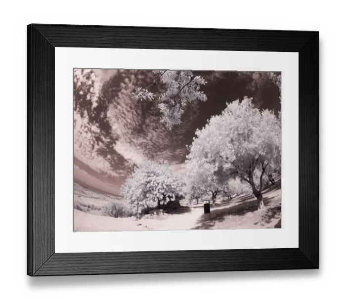 Framed Print : Italy, Sicily, Agrigento. Trees on the grounds of ancient Agrigento Framed Print : Italy, Sicily, Agrigento. Trees on the grounds of ancient Agrigento