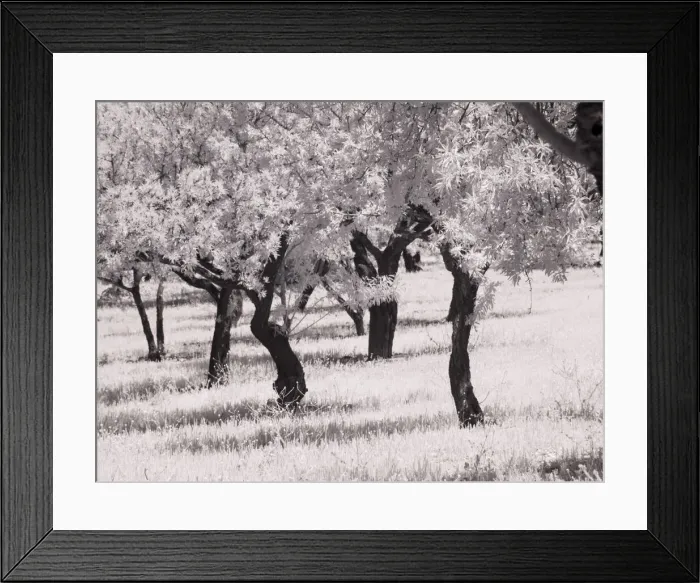 Framed Print : Italy, Sicily, Agrigento. Olive grove on the grounds of ancient Agrigento Framed Print : Italy, Sicily, Agrigento. Olive grove on the grounds of ancient Agrigento