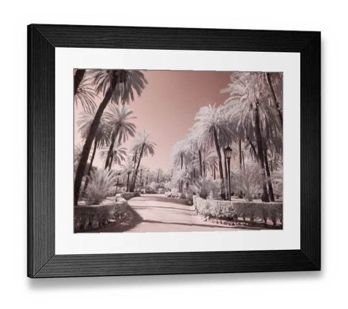 Framed Print : Italy, Sicily, Palermo. Palm trees in the garden Bonanno Palermo Framed Print : Italy, Sicily, Palermo. Palm trees in the garden Bonanno Palermo
