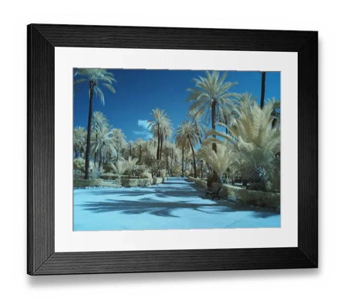 Framed Print : Italy, Sicily, Palermo. Palm trees in the garden Bonanno Palermo Framed Print : Italy, Sicily, Palermo. Palm trees in the garden Bonanno Palermo