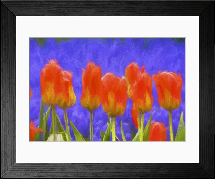 Framed Print : Europe, Holland, Lisse. Abstract of orange tulips in Keukenhof Gardens