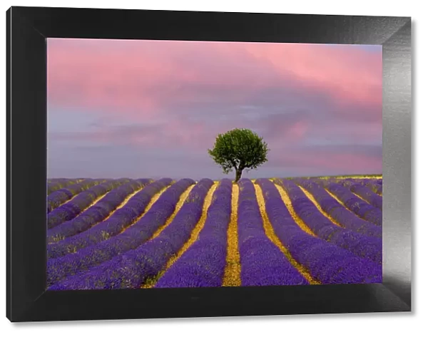 France, Provence, Valensole. Sunrise on lavender field and tree