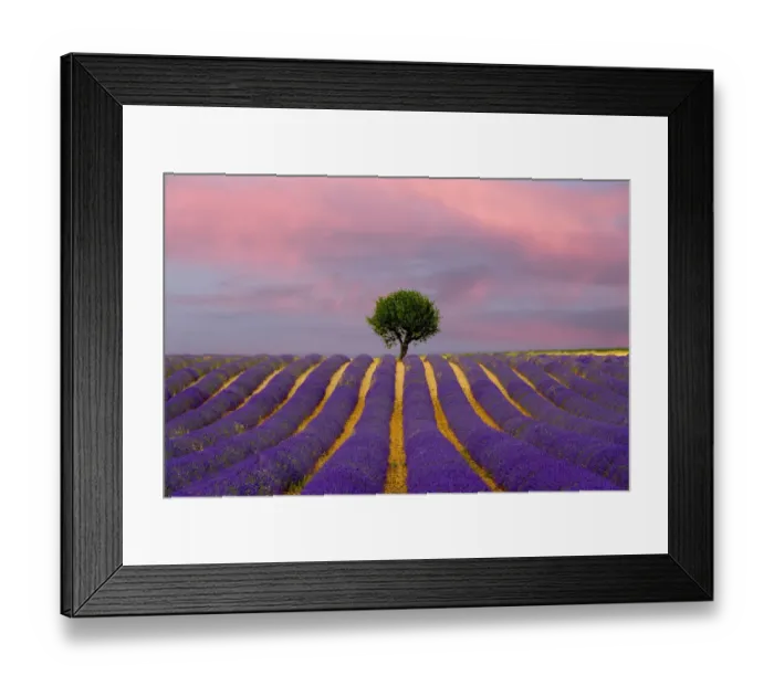 Framed Print : France, Provence, Valensole. Sunrise on lavender field and tree Framed Print : France, Provence, Valensole. Sunrise on lavender field and tree