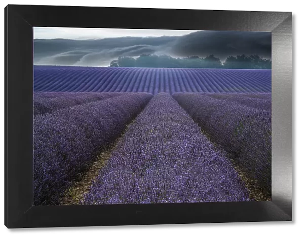 France, Provence, Valensole. Lavender fields and storm clouds